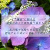 謝罪に関する花言葉をもつ花