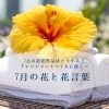 ７月の花と花言葉