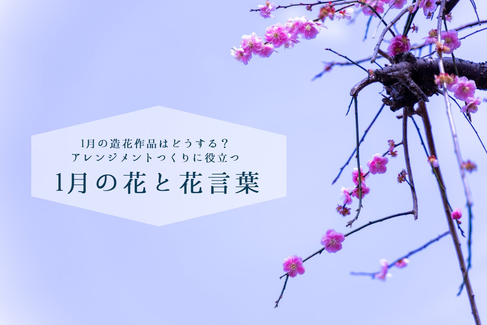 1月の花と花言葉