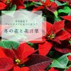 冬の花と花言葉