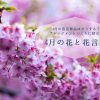 4月の花と花言葉