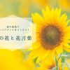 夏の花と花言葉